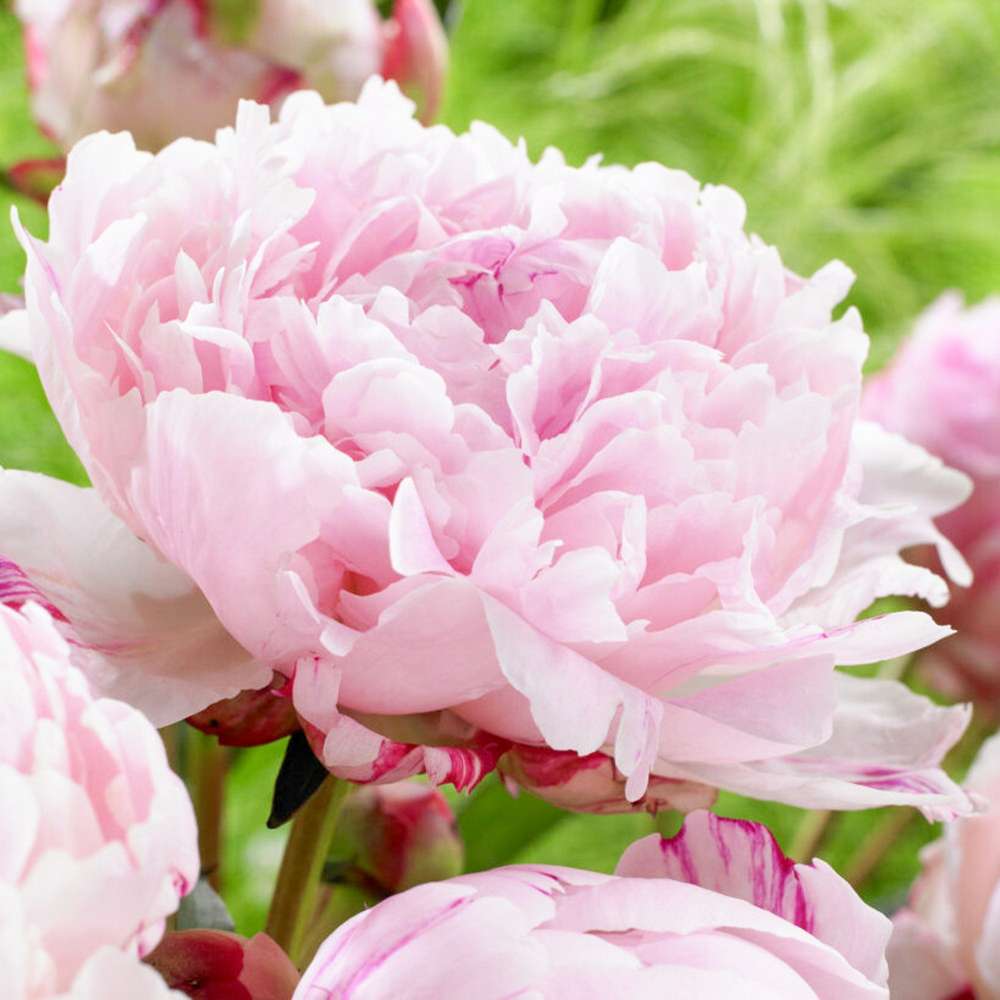 Pion 'Sarah Bernhardt'